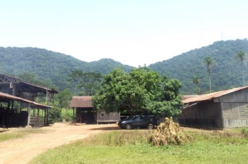 Article : Au cœur de la forêt guinéenne, les trésors du Ziama