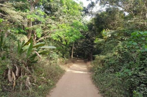 Article : Jardin de la Camayenne, petit bout de paradis au cœur de Conakry